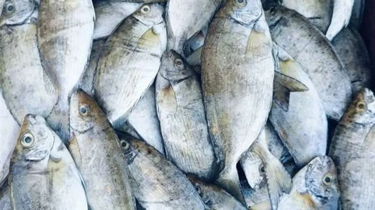 تحديث اليوم أسعار الأسماك في المنيا الاثنين 26 يناير